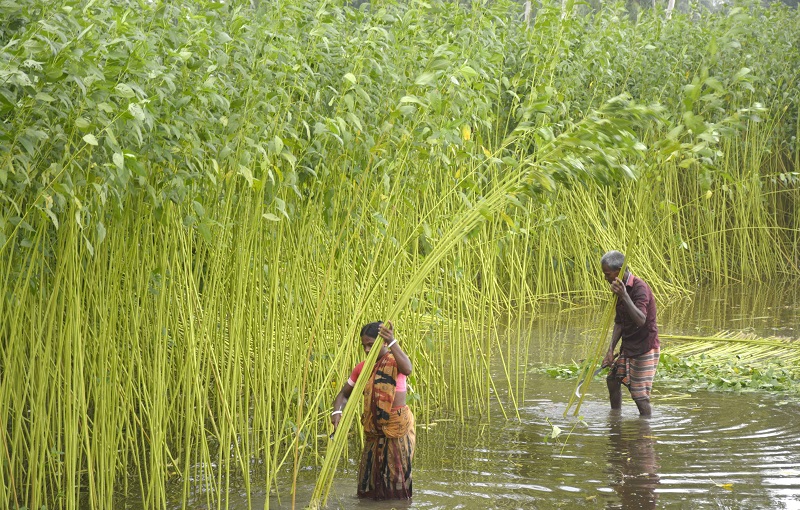 দিনাজপুরে পাট চাষ এবার লক্ষ্যমাত্রার চেয়ে কম